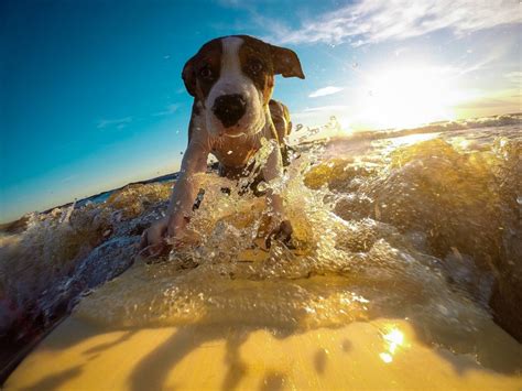 15 Summer Dangers That Could Make Your Dog Ill Vets Now