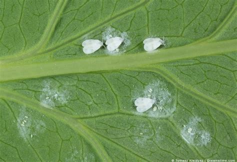 7 Plants That Repel Whiteflies Naturally And How To Use Them Pest