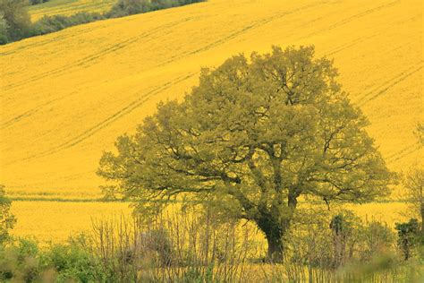 Mustard Tree Pictures Img Abbey