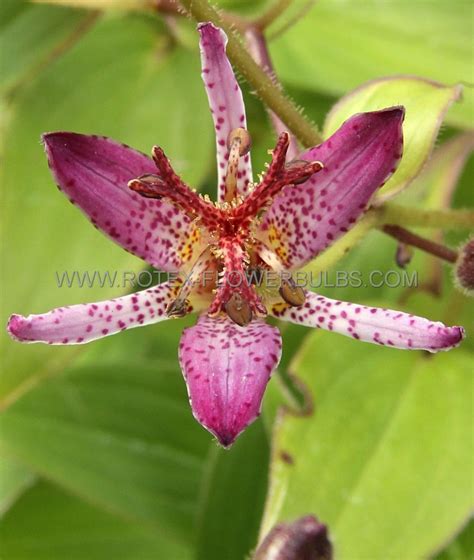 Tricyrtis Toad Lily Formosana ‘purple Beauty‘ I 25 Pbag Rotex