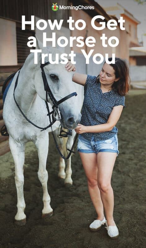 How To Get A Horse To Trust You And Stay Safe Around Them