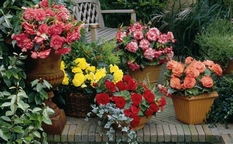 Red, orange, yellow, pink, white. Colorful Blooms for Shade | Flower Bulb Crazy
