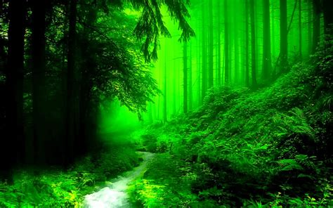 Dark Green Forest Wallpapers Wallpaper Cave