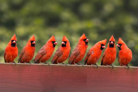In A Word So Many Cardinals The Saturday Evening Post