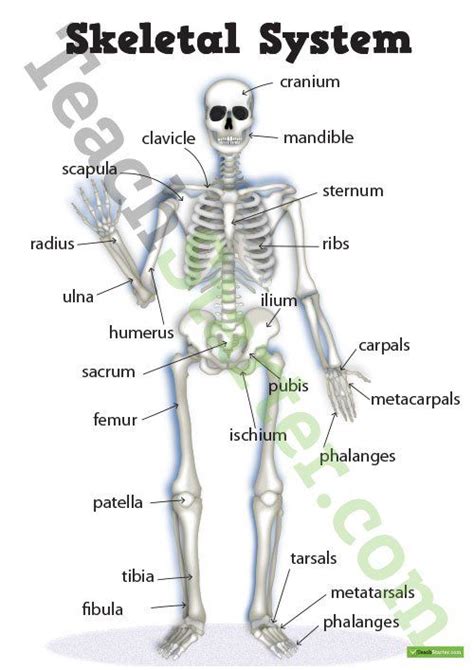 10 Parts Of The Skeletal System