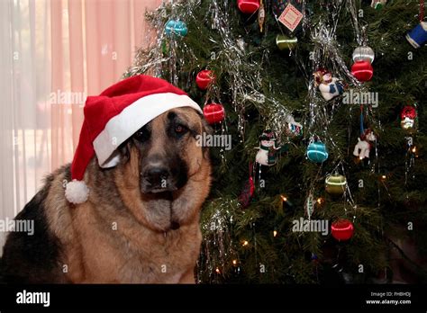 German Shepherd Sitting Next To Christmas Tree Stock Photo Alamy