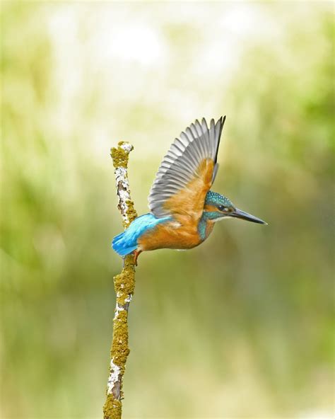 Kingfisher In Flight By Quork60 Ephotozine