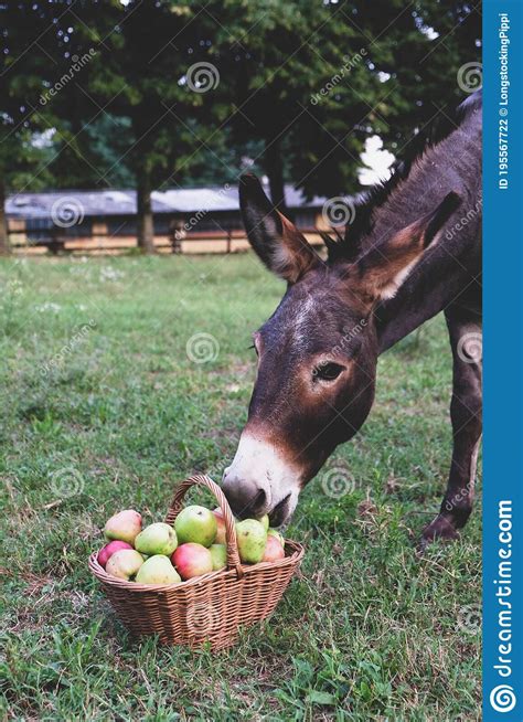 Funny Donkey Eating Freshly Picked Organic Apples Stock Photo Image