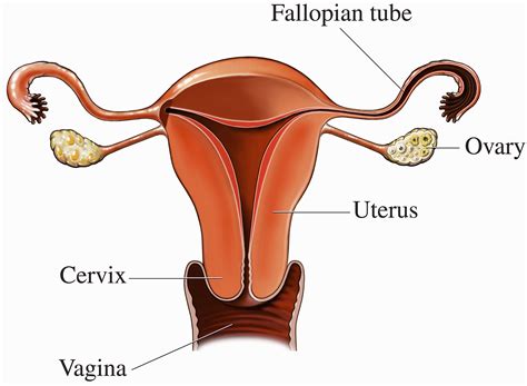 It is found in greater amounts in females than males. Ovaries | You and Your Hormones from the Society for ...