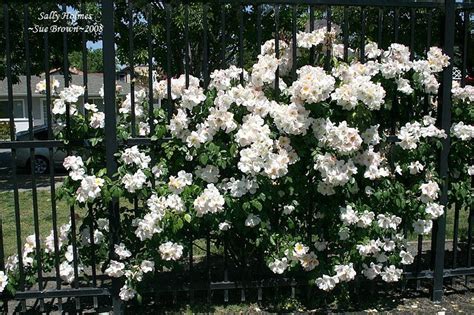 It is a very prolific climber, and i drew this from life standing out in my garden quite a while back. PlantFiles Pictures: Hybrid Musk, Shrub Rose 'Sally Holmes ...