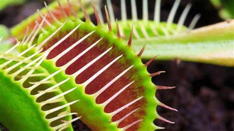 Seguramente Beneficio Vencimiento Cuales Son Las Plantas Carnivoras Responder A Veces A Veces