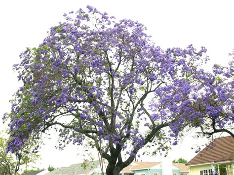 Emma Blog Purple Flowering Trees Southern California Plantfiles