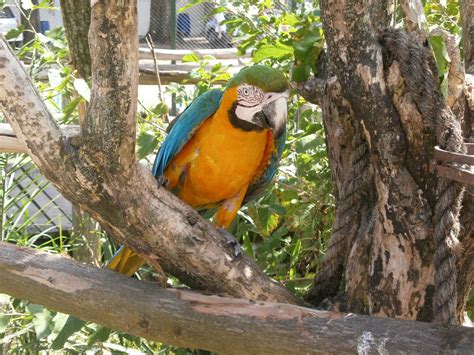 Fotos Gratis árbol Naturaleza Rama Pájaro Pico Animal Fauna