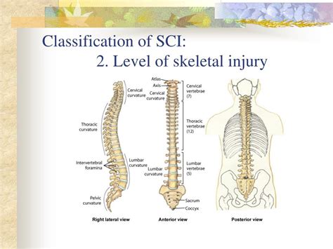 Ppt Traumatic Spinal Cord Injury Powerpoint Presentation Id976523