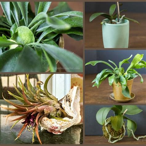 Growing Epiphytes Indoors Hearth And Vine Repotting Orchids