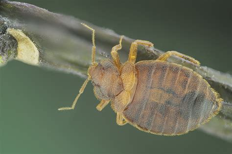 Hemipteracimicidae Cimex Lectularius Chinche De Cama Flickr