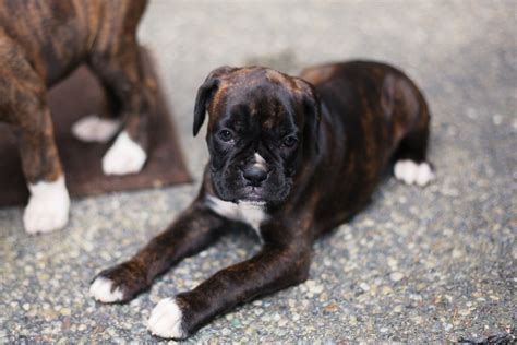 Advice from breed experts to make a safe choice. Boxer Puppies For Sale | Bellingham, WA #198838 | Petzlover