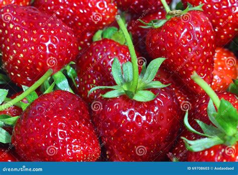 Close Up Strawberry Stock Image Image Of Organic Frame 69708603