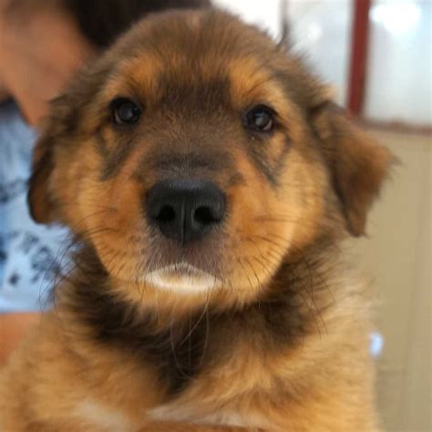 The abc's of adopting from pug rescue of san diego county (prsdc): Dog Adoption San Diego - Adopt A Dog | Dog adoption, Pet ...
