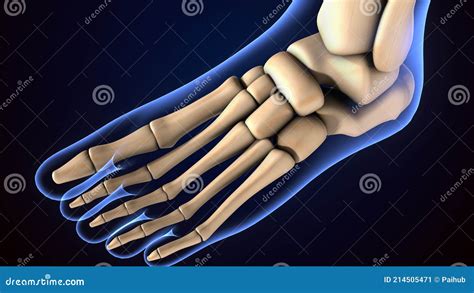 Illustration 3d De L Anatomie Des Os Du Pied Squelette Humain