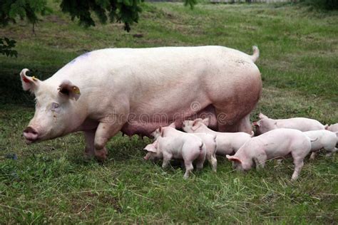 Little Pigs Eating Milk From Mother On Meadow Stock Image Image Of