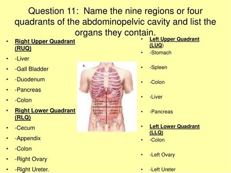 Popular study materials from anatomy 100. PPT - Human Anatomy and Physiology PowerPoint PowerPoint ...