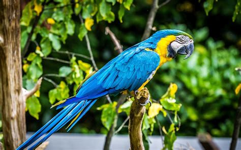 Parrot Birds Animals Wallpapers Hd Desktop And Mobile Backgrounds