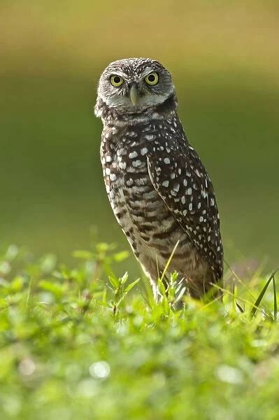 Burrowing Owl Athene Cunicularia Standing At Burrow Photos Prints