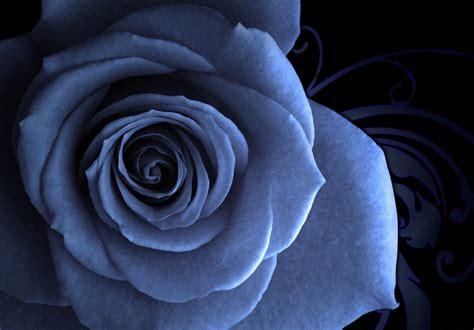 Blue Roses Wallpapers - Công ty nội thất
