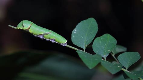 Papilio Polytes Romulus 玉帶鳳蝶泰國亞種 Malay Peninsula Papilio P Flickr
