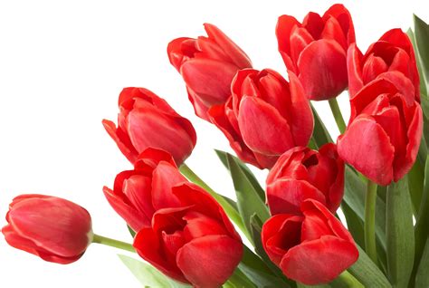Букет из красных тюльпанов Тюльпаны Картинки Png Галерейка