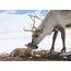 Reindeer Feeding And Sami Experience  Arctic Adventure Tours