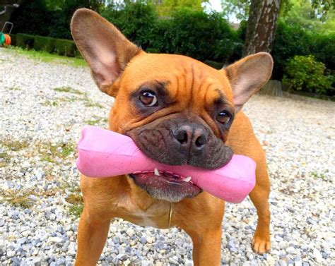 Rosa the french bulldog can do retrieving until she is worn out. Best Dog Food for French Bulldogs: When Is Pudgy Too Fat?