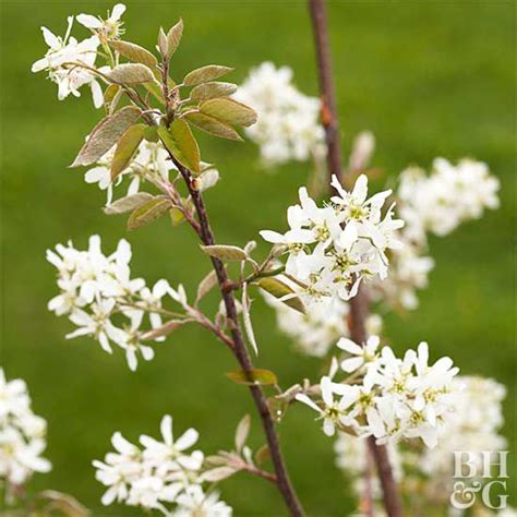 Serviceberry Better Homes And Gardens