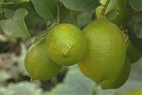 Yellowing Lemons On A Tree Free Stock Photo Public Domain Pictures