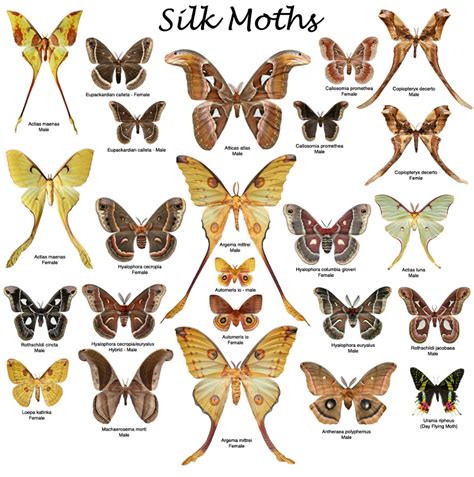 Silk Moth Proofs Cute Moth Types Of Moths Moth Art