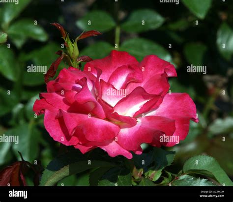 A Rainbow Sorbet Rose Stock Photo Alamy