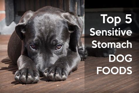 Limited ingredient diets small breed dry dog food. Discover 5 Sensitive Stomach Foods - Help Your Pup Feel Better