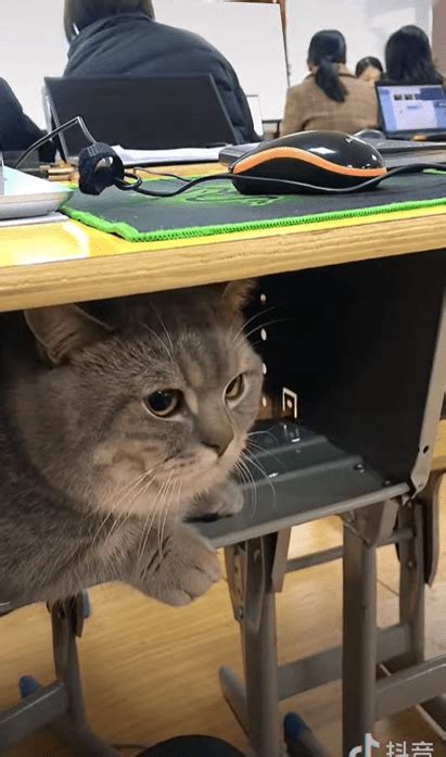 Adorable Munchkin Cat Stays Quiet Inside The Desk While In Classroom