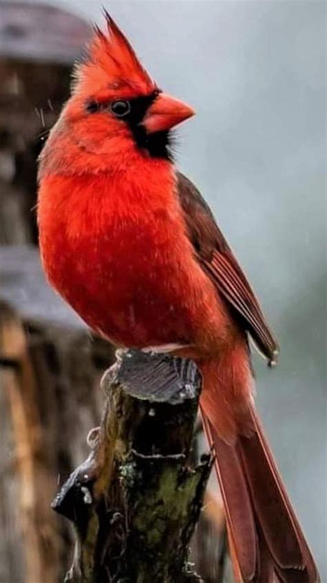 Beautiful Birds Pinterest