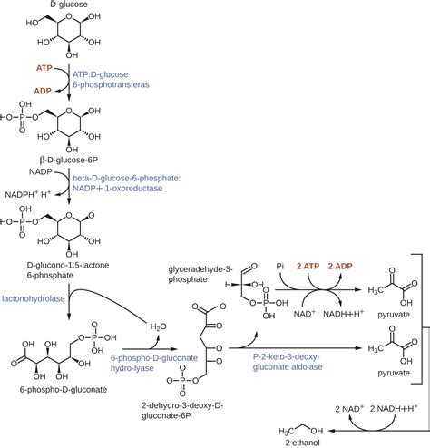 Metabolic Pathways Microbiology