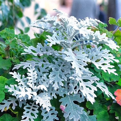 Dusty Miller Silver Dust — Green Acres Nursery And Supply