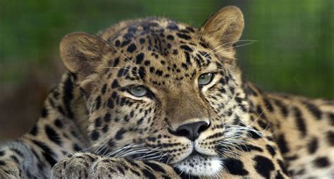 Amur Leopard Pittsburgh Zoo Léopard De Lamour — Wikipédia Amur