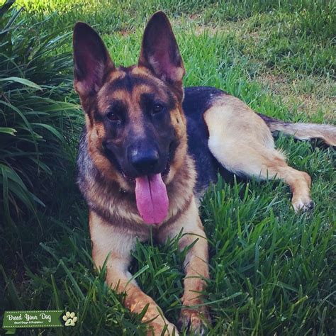 Maybe you would like to learn more about one of these? Stud Dog - CKC German Shepherd For Stud Service - Breed ...