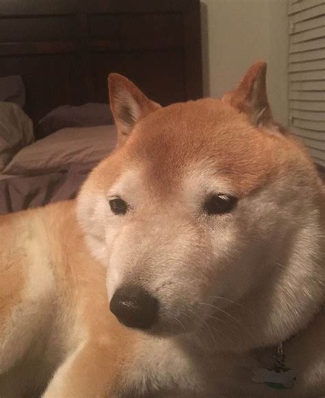 The Greatest Collection Of Shiba Inu Moments Caught On Camera Ever
