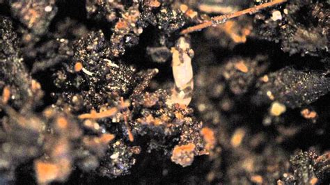 Larva Of The Soil Fungus Gnat Diptera Sciaridae Youtube