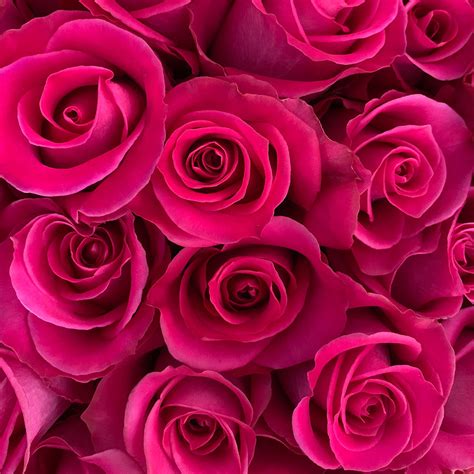 Hot Pink Roses Ecoflor Group
