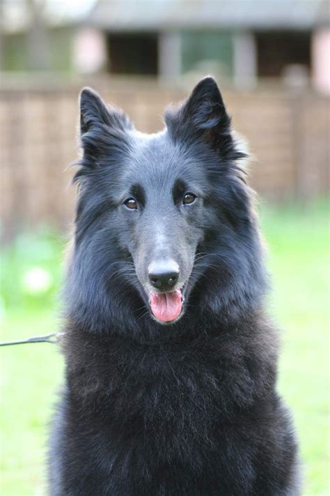 If people are educated about the world's animal species they will better care for them. Ch Jetaime Elegance de Luna at Nightsabre @ 3 yrs ...