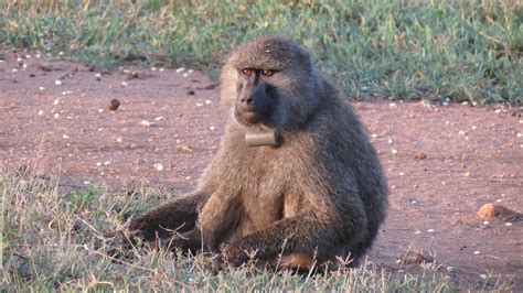 Baboon Troop Movements Are Democratic University Of Oxford