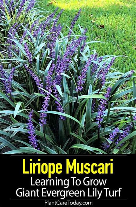 Get free shipping on qualified impatien annuals or buy online pick up in store today in the outdoors department. Pin by Michelle Griffin on Gardening in 2020 | Liriope ...
